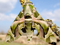 Oleander Hawk-moth